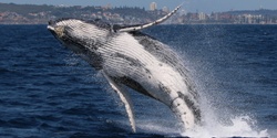 Banner image for Whale Migration Talk