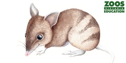 Banner image for Hope the Eastern-Barred Bandicoot