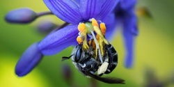 Banner image for Bee Friendly Gardening across Australia