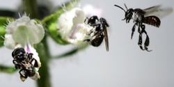 Banner image for Native Bee Workshop Pittsworth