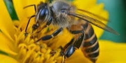 Banner image for Beekeeping : THE BEES