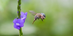 Banner image for Discovering Australia's Native Bees