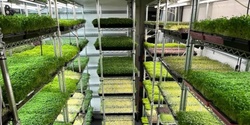 Banner image for LEARN TO GROW  MICROGREENS WITH RAW CULTURE FARMS - INCLUDES A 4 COURSE LUNCH 