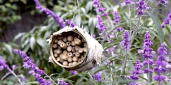 Banner image for Creating a Pollinator Friendly Garden for Australian Pollinator Week / Darebin FUSE Festival