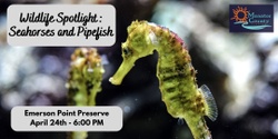 Banner image for Wildlife Spotlight: Seahorses and Pipefish