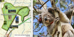 Banner image for Pooh Corner Koala Discovery Walk