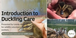 Banner image for Introduction to Duckling Care presented by Leonie Weaver