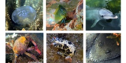 Banner image for Marvellous Marine Life of  Whyalla Marina