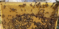 Banner image for Advanced Beekeeping - Spring Management Workshop - 2024 Season