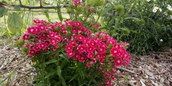 Banner image for Open Day at Canberra City Farm