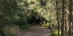 Banner image for Forest Therapy Walk at Darebin Parklands 22nd August 2021, 8am
