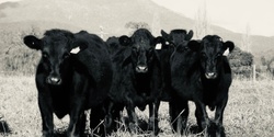 Banner image for Sher Wagyu + Carlton Wine Room