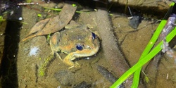 Banner image for Frog Census