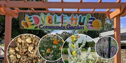 Banner image for Seed saving in a community garden