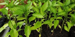 Banner image for Grow Your Own Garden Planting - Abingdon, VA