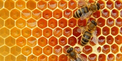 Banner image for Beginners Beekeeping Workshop Thu 30Nov