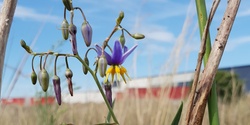 Banner image for Paramount Grassland: Flower power by the Ring Road