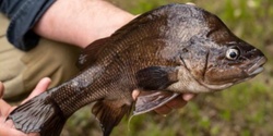 Banner image for Macquarie Perch release - Community field day on the Mid-Kiewa
