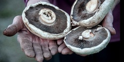 Slow Mushrooming - identifying edible fungi