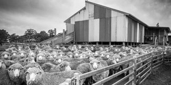 Banner image for Shearing Shed Lamb Feast