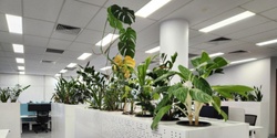 Banner image for Indoor household plants: Breathe fresh, live fresh