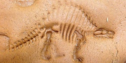 Banner image for Fossil Hunter