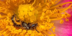 Banner image for Discover Bees through Photography