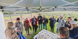 Banner image for Wine in the Vines