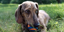 Banner image for August Intermediate Obedience Class in West Roxbury