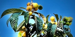 Banner image for Spring Fruit: Loquat 101