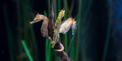 Banner image for Chats for the Goals: Super Seahorses