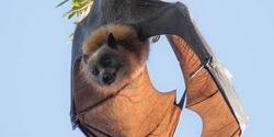 Banner image for The Great Bat Count 