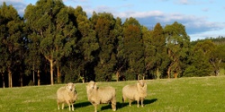 Banner image for Farm trees, Carbon and Farm Dam Emissions 