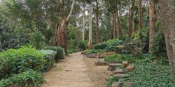 Banner image for Forest Therapy Walk at Darebin Parklands 14th January 2024, 8am
