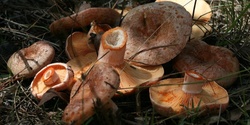 Banner image for Wild Mushroom Hunt March 26th
