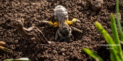 Banner image for Ground Nesting Bees of Australia and the World