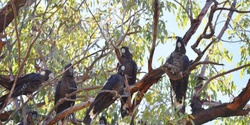 Banner image for Species Survival with Kaarakin Black Cockatoo Conservation Centre