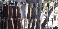 Banner image for Ethical Fish Leather Tanning