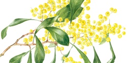 Banner image for Botanical Art Illustration Demonstrations with Miffy Gilbert