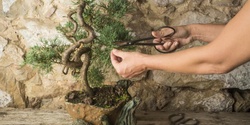 Banner image for Bonsai Workshop with Katie