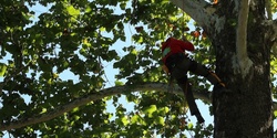 2023 Indiana Arborist Association Tree Climbing Championship