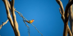Banner image for Bird Ramble in Wirrarninthi / Kingston Park (Park 23)  - RESCHEDULED 