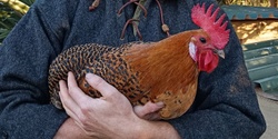 Banner image for Permaculture Chooks with Oliver Liddell