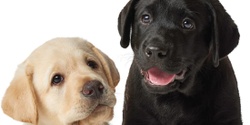 Banner image for Guide Dogs Vic's Children's Holiday Program - Dine, Dog, Dash 
