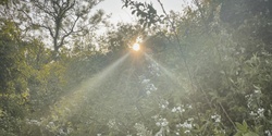 Banner image for Setting Intentions - Morning Forest Bathing Walk