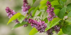 Banner image for Lilacs in the Arboretum