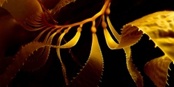 Banner image for Golden Kelp; Cliona Molins and Riley Lee CD Launch
