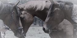 Banner image for Veterans Retreat - Equine Therapy - March Expressions of Interest