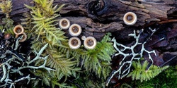 Banner image for "Fungi of North East Victoria - Identification and Conservation Guide"  - launch of brochure