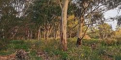 Banner image for Forest Therapy Walk at Darebin Parklands 28th February 2021